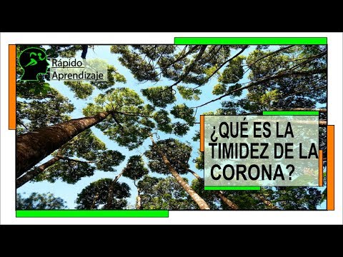 Video: ¿Qué causa la timidez de la corona? Aprenda sobre la timidez de la corona en los árboles