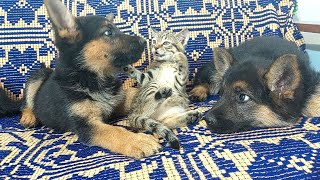 German shepherd shocked by tiny kittens occupying dog bed!