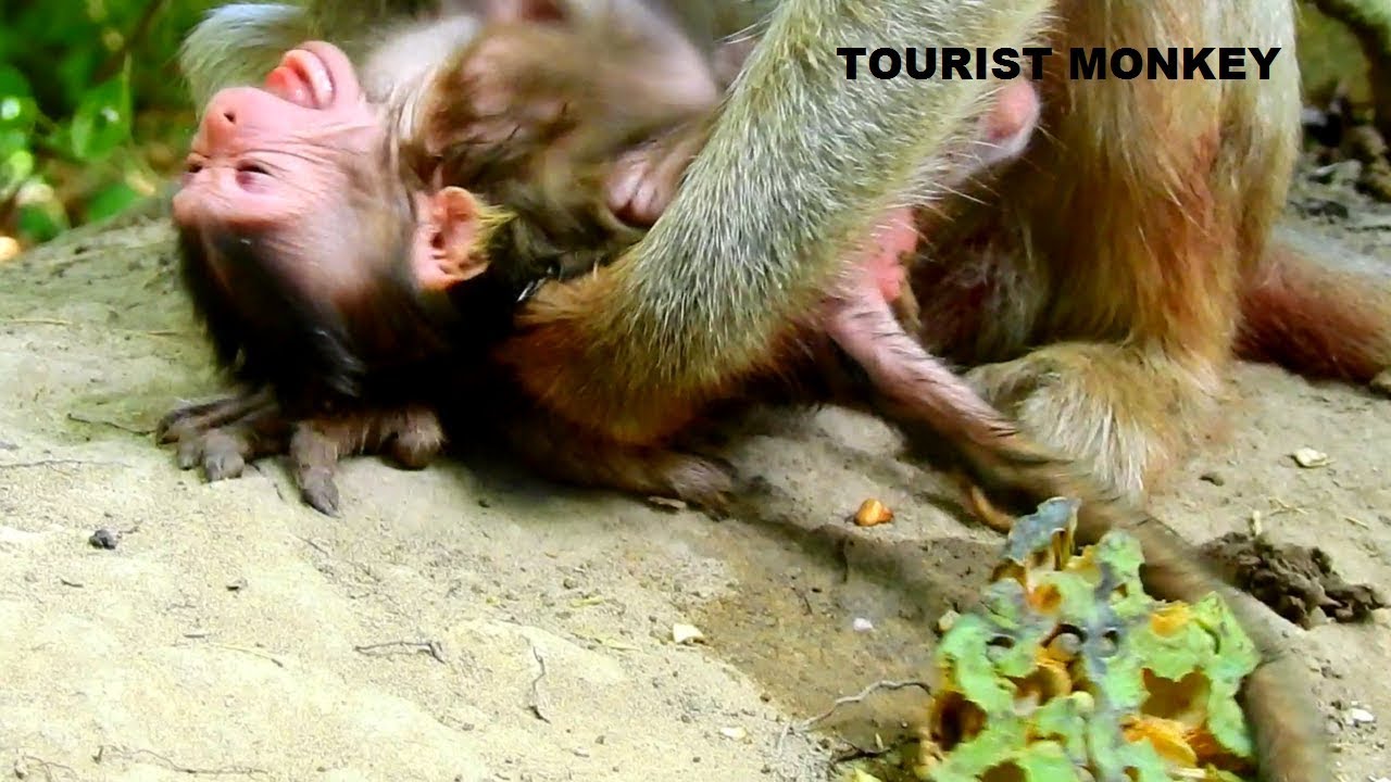 Fresh newborn monkey crying, just born monkey need milk urgent, newborn navel still not cut