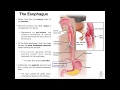 Anatomy & Physiology of the Esophagus