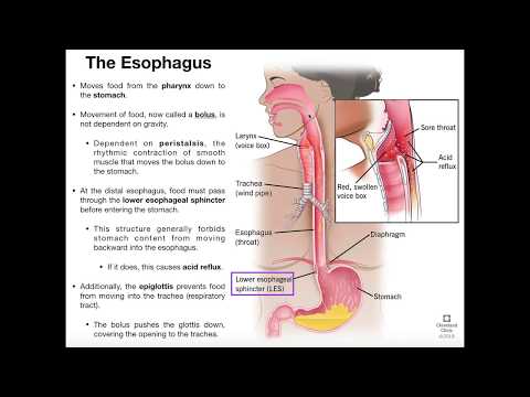 Anatomy & Physiology of the Esophagus