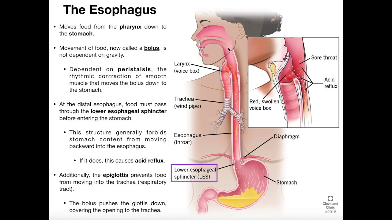 digestive system esophagus function