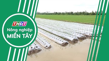 Toàn cảnh Nông nghiệp - 25/10/2024 | Nông nghiệp Miền Tây