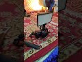 dji mini 4k#djimini2🥰 #automobile #djidrone #drone #funny #djimini3pro #videogames #video #shorts