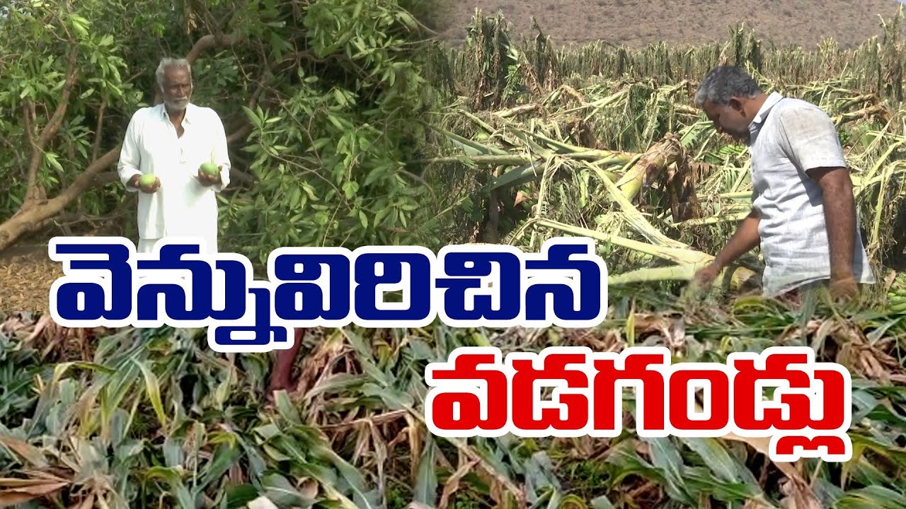 Huge Crop Damage Due to Heavy Rain | Farmers Face Loss | Across State ...