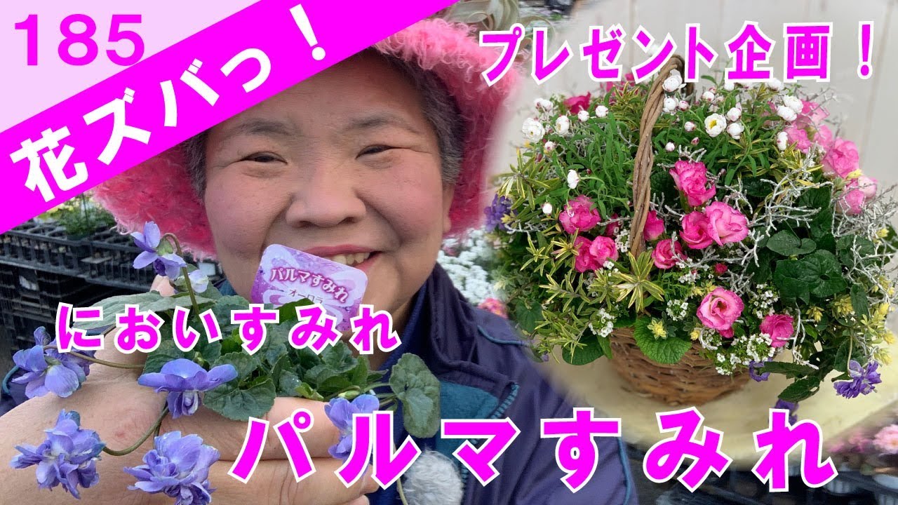 パルマすみれ良い香りニオイスミレでギャザリングの作り方 花ズバっ 185旬の花とその使いかた紹介 花創人ガーデニング教室 Youtube