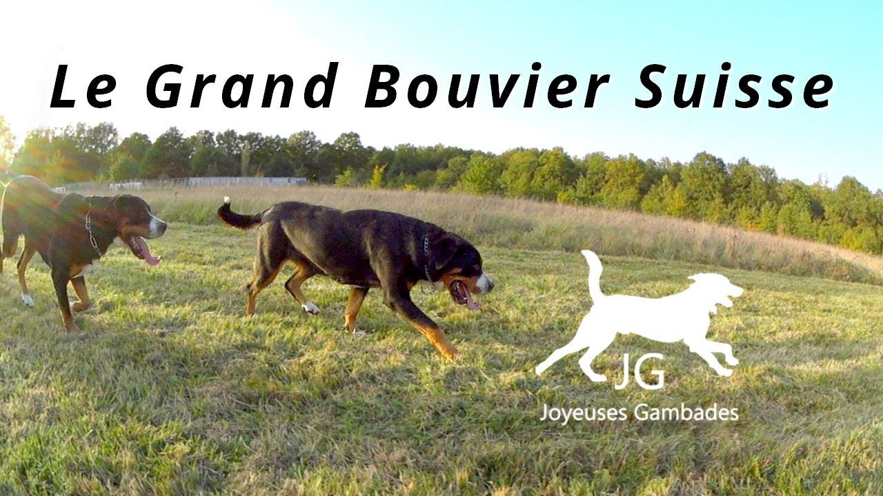 Grand Bouvier Suisse Je Vous Partage Tout Les Joyeuses Gambades