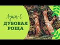 368 #Дубовая роща/Продвижения/Вышивальные будни/Влог