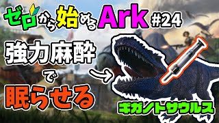 [ #24 ゼロから始めるArk ] ギガノトサウルスは強力麻酔で眠らせろ!! #boss #ラグナロク #ark #arksurvivalevolved #コラボ