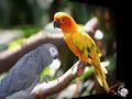 EL CANTAR DE LAS AVES.wmv