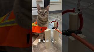 Gumbus Can Do It All