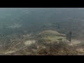 Underwater View of Largemouth Bass - Cape Cod Kettle Pond