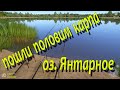 Ловим карпа на янтарке! Русская рыбалка 4 / попробуем по фармить / карп / рр4