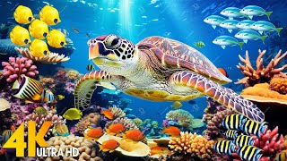 Under Red Sea 4K - Beautiful Coral Reef Fish in Aquarium, Relaxing Music Sleep - 4K Video UHD #142