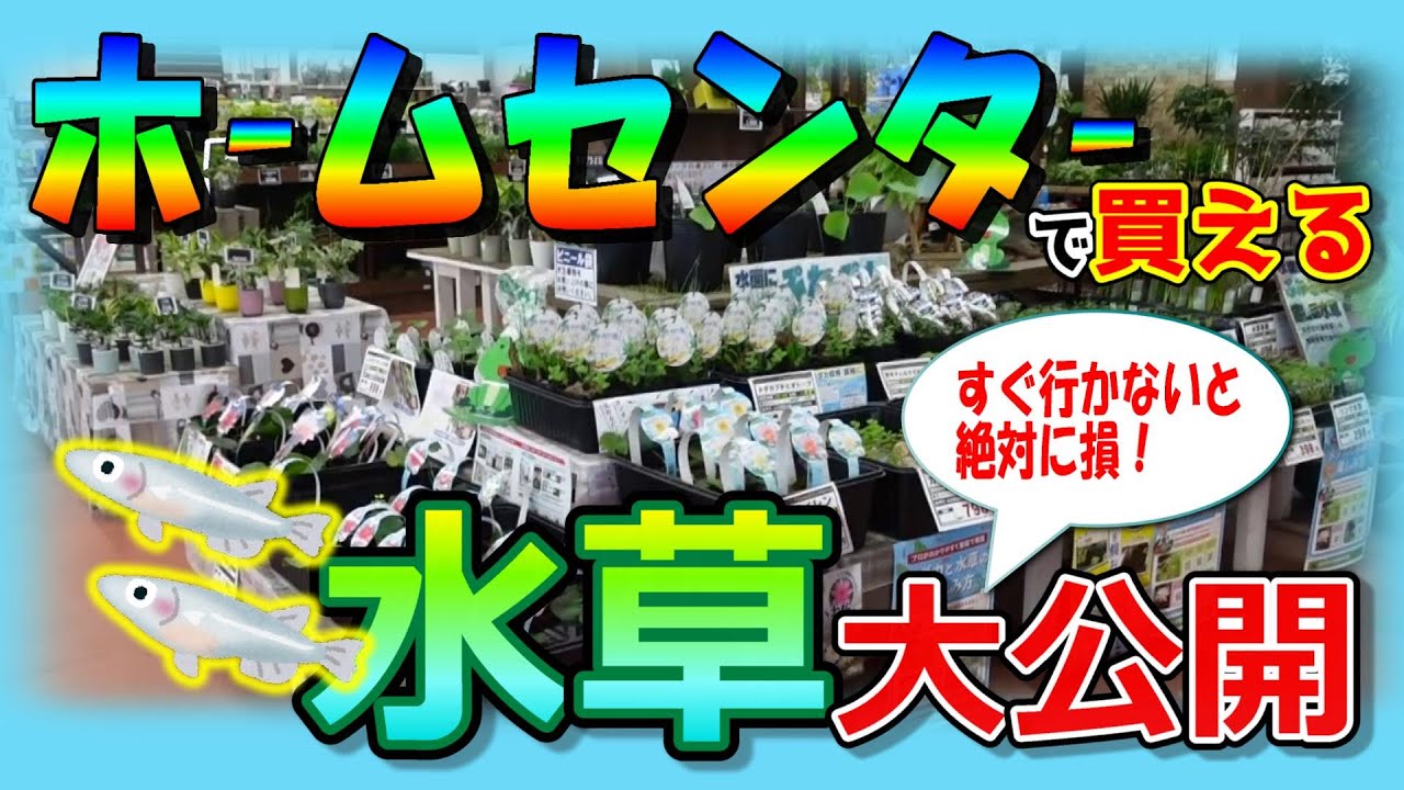 【近所のホームセンターで買える】ビオトープ水草大公開！｜売り切れ注意｜急いで！