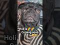 holi 🌈🌈aane wali hai #holispecial #holi #2026 #pug #dogshorts #doglove #shorts #pets