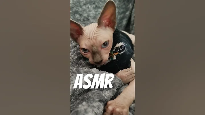 Watch the video about Josefa es una gata muy limpia🫧✨ #asmr #asmrcat #asmrpets #asmrsound #asmrvideo #sphynx #cat #washing