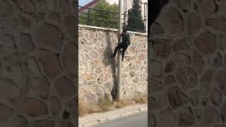 Egemen Den Komando İnişi