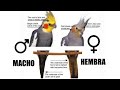 Cómo sexar mis NINFAS🦜¿MACHO o HEMBRA? |Animalejos