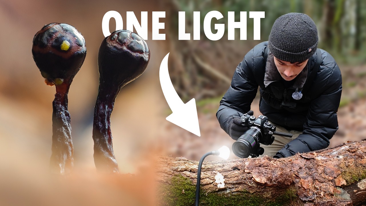 Macro Photography With One Constant Light