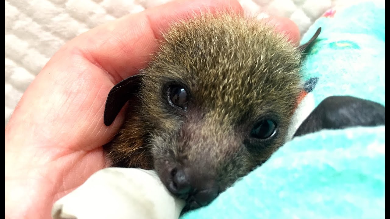 Treating a baby bat who has been bitten by ants this is Pangolin YouTube