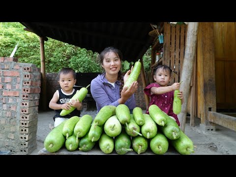 Harvesting giant gourds to sell at the market - cooking duck meat for little daughter to eat