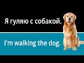 Pets Vocabulary in Russian (with pictures and example sentences)