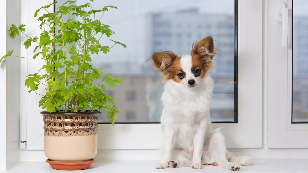 Pet Safety: Vet Reveals Which Plants Are Poisonous To Dogs