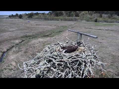 camera iphone 8 plus apk Cape Cod Museum of Natural History Live Stream