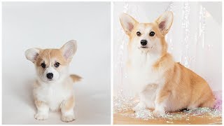 Corgi Puppy Timelapse | 8 Weeks to 1 Year | Photo a Day & Tribute