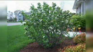You Can Grow It: Creating an edible landscape