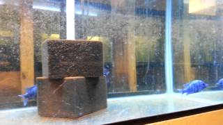 P. Phenochilus Star Saphire