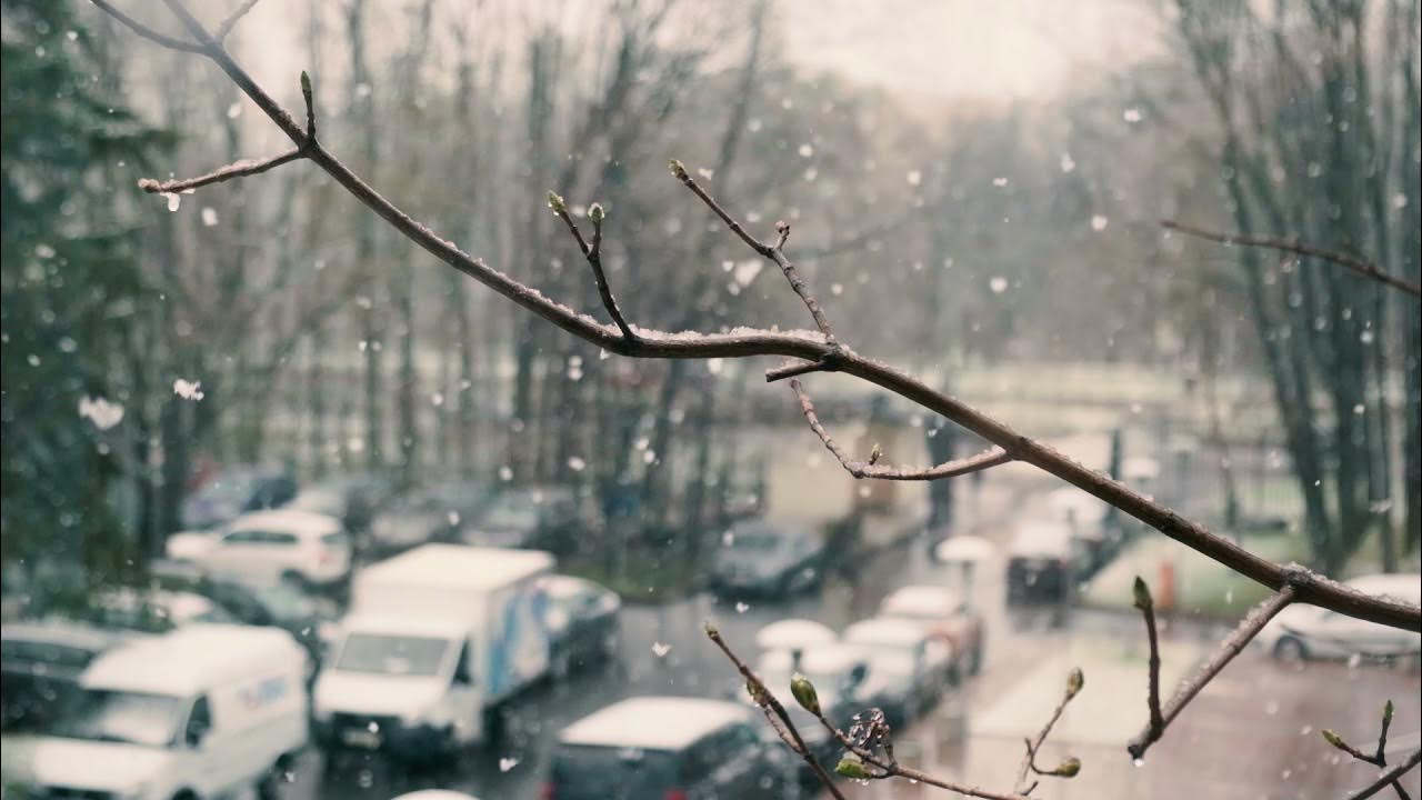 Цветы в снегу. Тюльпаны в снегу. Снег в мае песня слушать. Картинка в мае выпал снег. Снег в мая.