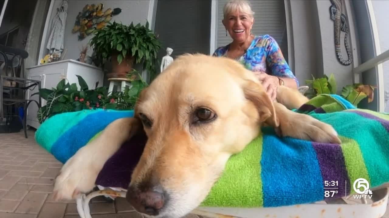 74yearold woman fends off alligator to save dog YouTube