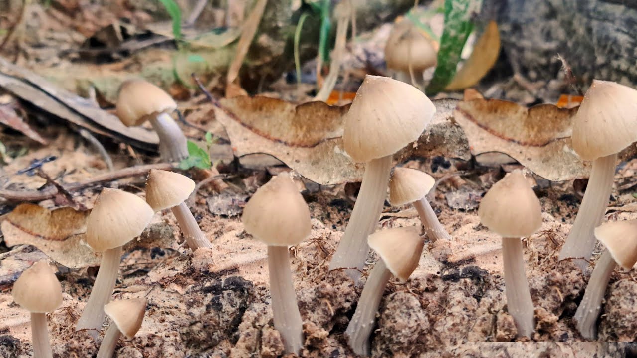 ป้าด‼️คักแฮง..เห็ดปลวกจิกเช้านี้‼️หมานหลายเกือบล้นต่า😱😱😱9ต.ค68