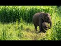 Wait For It! This Naughty Baby Elephant Won't Let Her Mom Eat Peacefully
