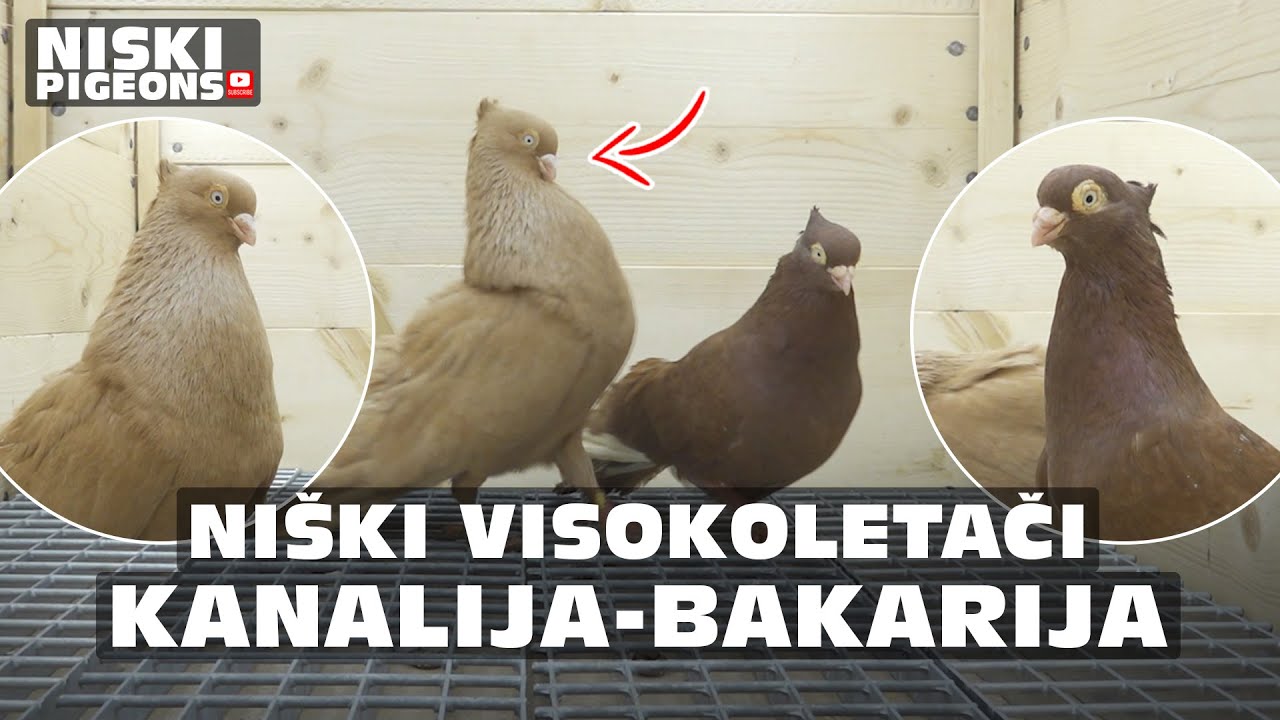 Niski Visokoletaci - Golden Male Meets Red & White Bakarija