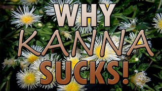 Why Kanna Sceletium Tortuosum S - Why Substances