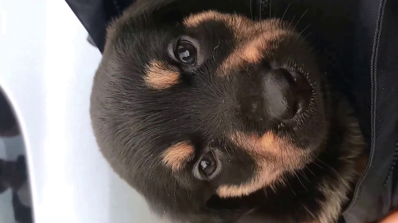 Miss 4 Weeks Old Puppy German Shepherd X Rottweiler Youtube