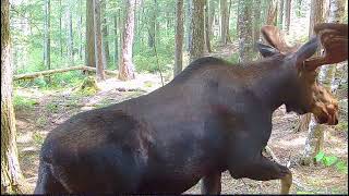 Adirondack Moose by Jeff Nadler