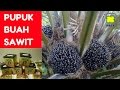 PUPUK BUAH SAWIT MODERN Cara Pemupukan Kelapa Sawit Yang Benar