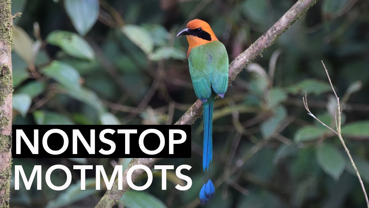 NONSTOP MOTMOTS! Rufous Motmot Compilation from the Panama Fruit Feeder Cam Cornell Lab YouTube
