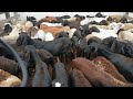 #04 FEIRA DE OVELHAS E CABRAS DE CACHOEIRINHA/PE!!!  DIA 23/01/2020