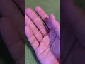 とんでもない虫がいたからレオパに与えてみた #shorts
