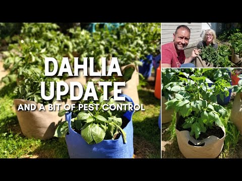 Video: Dahlia Mosaic Control: Cómo gestionar el virus Mosaic en las dalias