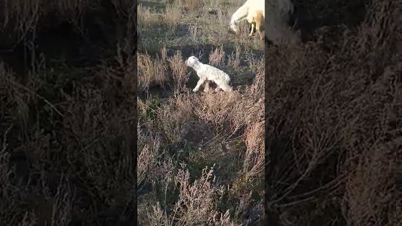 два Киндерика ✌✌✌👍