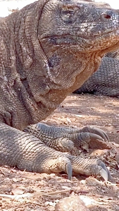Komodo lagi ngantuk #wildlife #komodo #animals #reptiles #reptiles #komodonationalpark