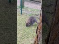 Red-necked wallaby posing #animals #animalsshorts #animal #wallaby #cute #cuteanimals #cuteanimal