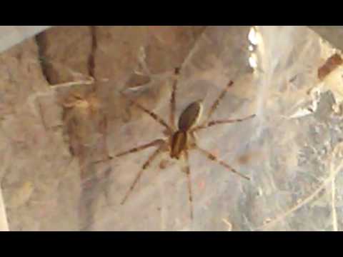 camera iphone 8 plus apk wolf Spider on garage door track