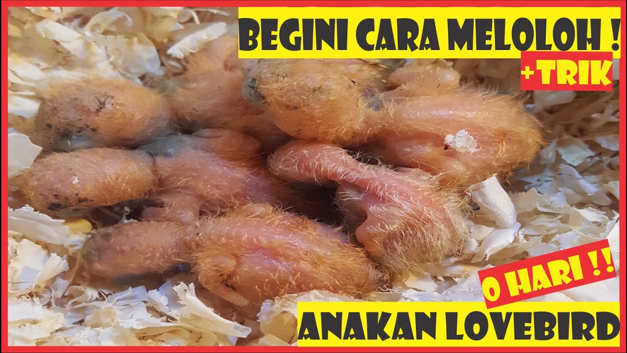 CARA MELOLOH ANAKAN BURUNG LOVEBIRD 0 HARI, BESERTA TRIKNYA !!! 